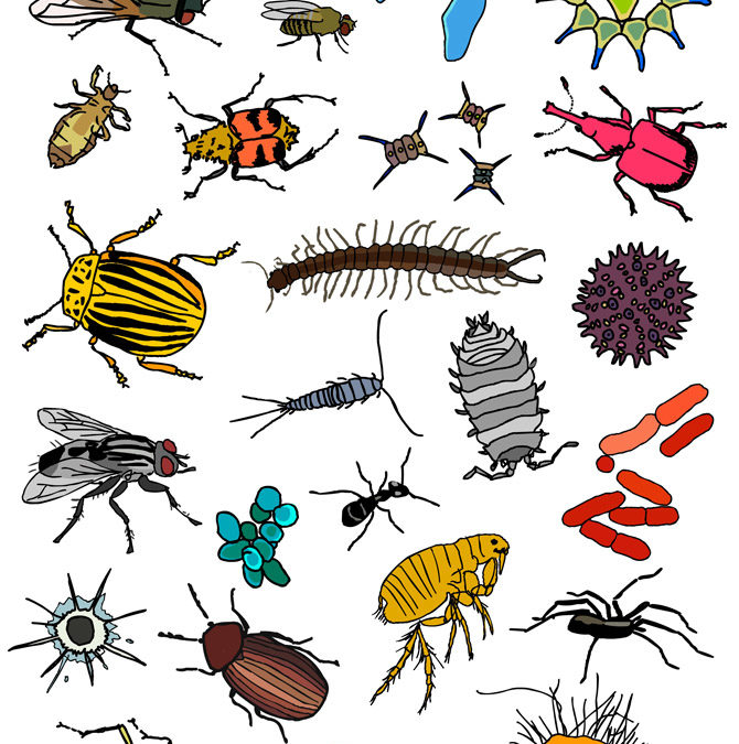 Natural History Museum Naturalis – illustrations for an exhibition booklet about “Creepy crawlies“