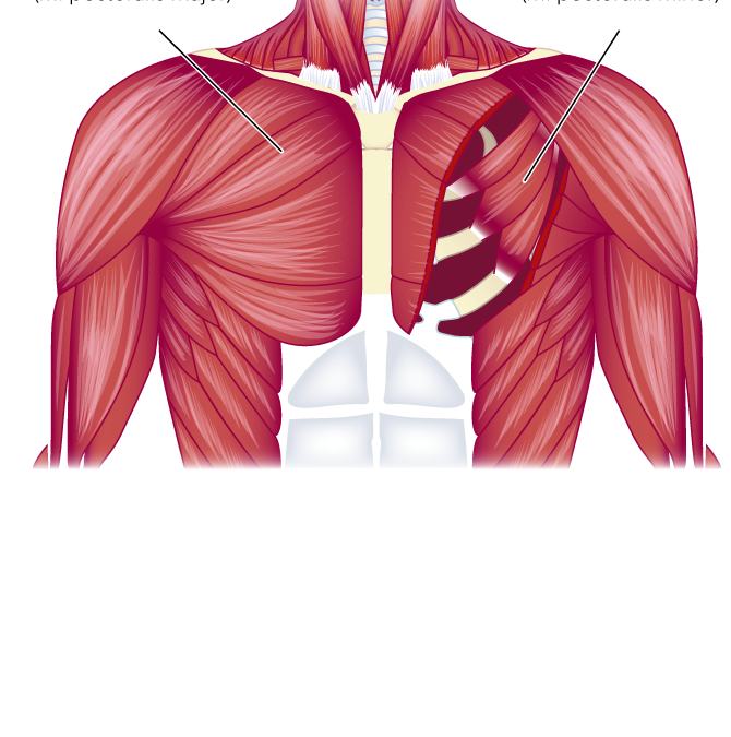 De spieren van de schoudergordel bij de mens.