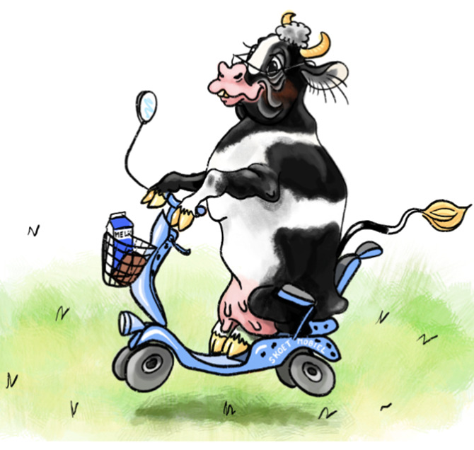 greetingcard cow