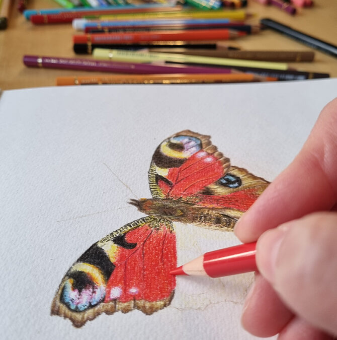 Colored pencil drawing of a peacock butterfly